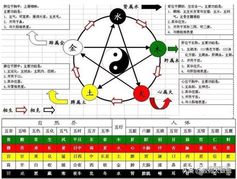 五行 胃|二、胃